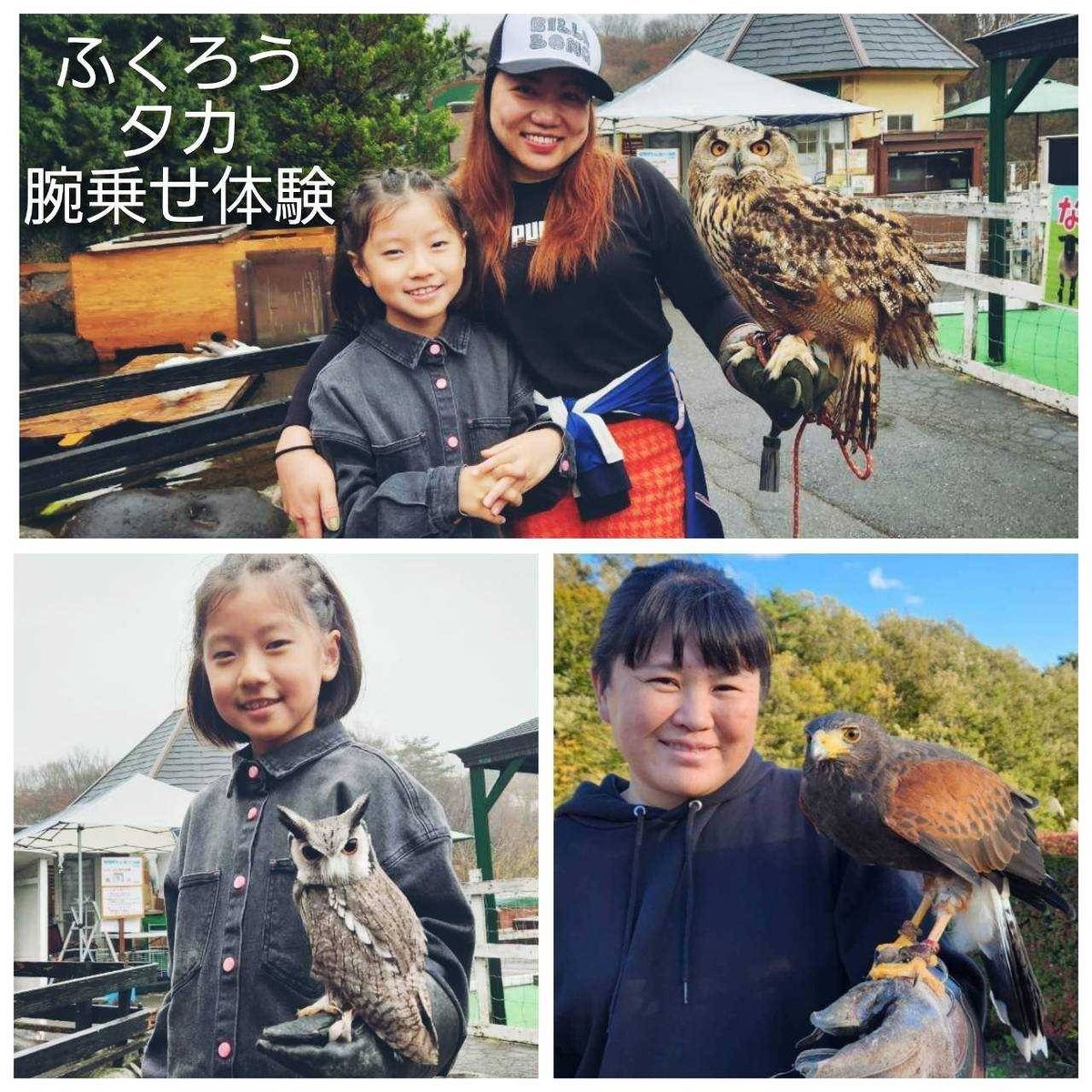 フクロウとタカ フクロウとタカ 【公式通販】