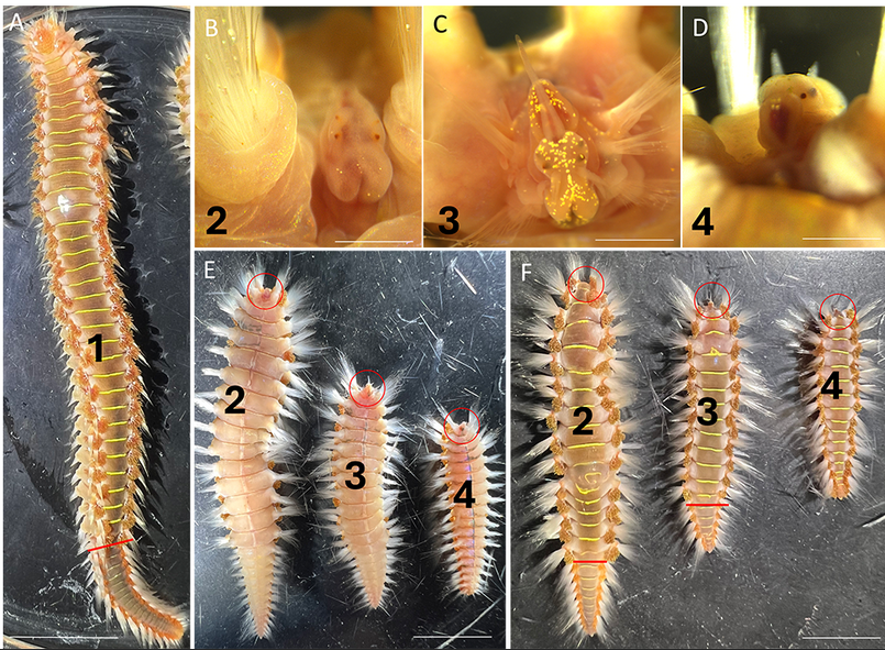 Effect of temperature and body size on anterior and posterior regeneration in Hermodice carunculata (Polychaeta, Amphinomidae) #WormWednesday researchsquare.com/article/rs-413…