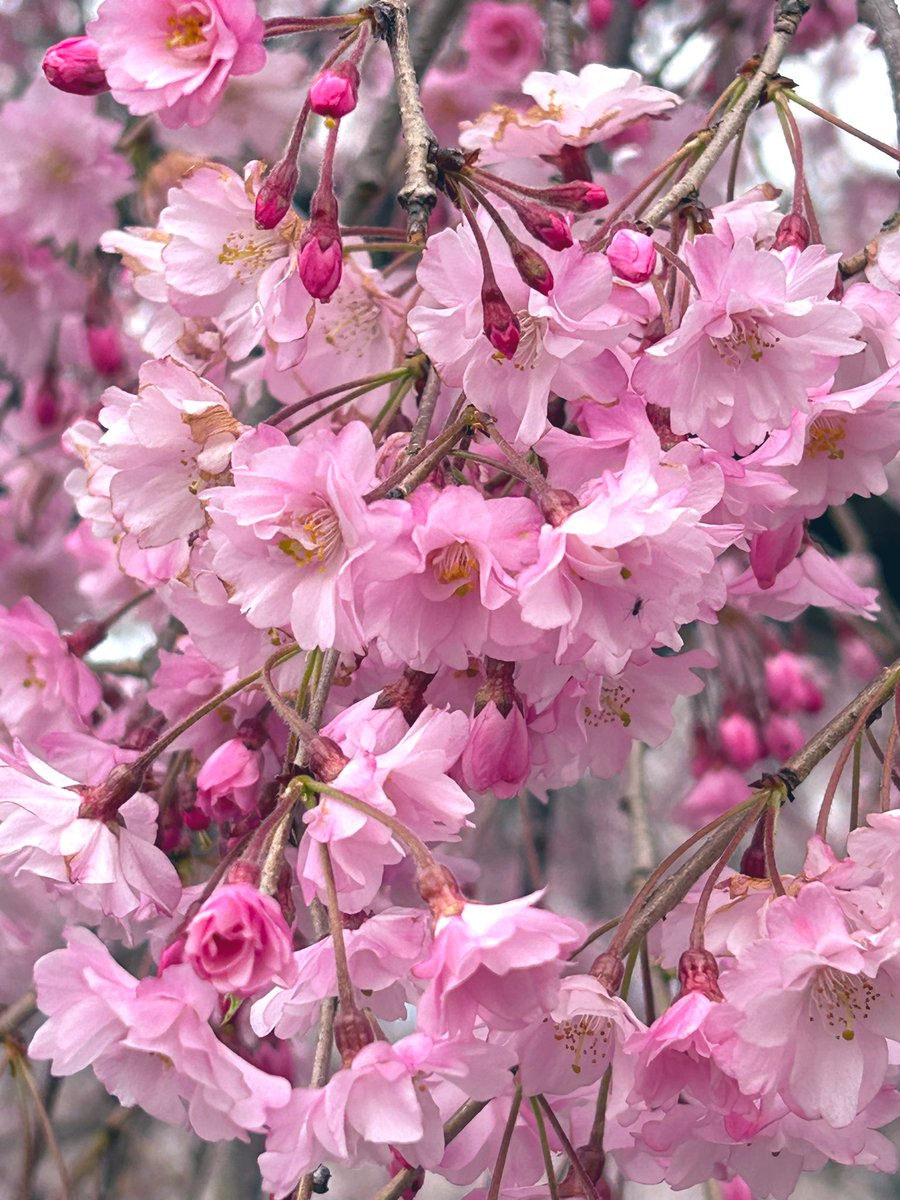 桜が綺麗です✨🌸
台風並の風に吹かれても
まだまだ綺麗です🤩

近所の公園散歩にて🤳