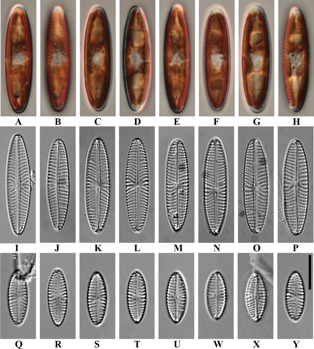 A #newspecies of #diatom has been discovered in Lake Van, a highly alkaline lake in Eastern Anatolia, Türkiye. 🇹🇷 🔗 doi.org/10.3897/phytok…