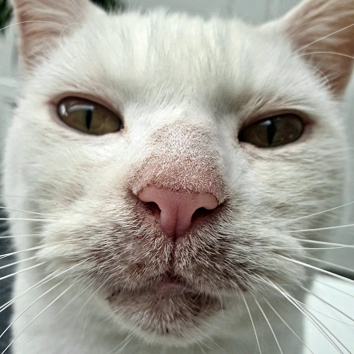 KentHandmade's tweet photo. @MHHSBD Good morning from Patch😻
#MHHSBD #NationalPetDay https://t.co/UuttaGy2hN