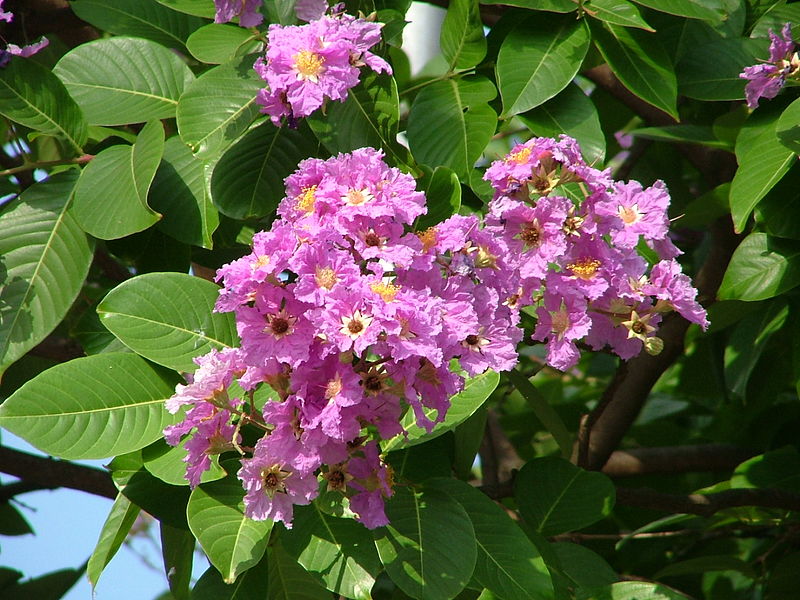 The #Summer heat in #India also brings out flowers of various hues and one of the most beautiful ones I have come across is the #Jarul also called the #PrideofIndia & Queen's Crape #Myrtle 🌸

This large-leafed tree is a drought tolerant, low-maintenance species that can be...