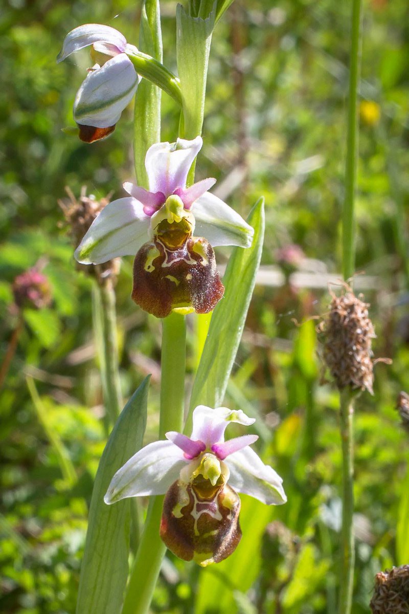QT/QP/Share your #wildflower photos.🏵📸 

Late spider orchid, Hommelorchis (the Dutch name translated: Bumble bee orchid) (#Ophrys holoserica)