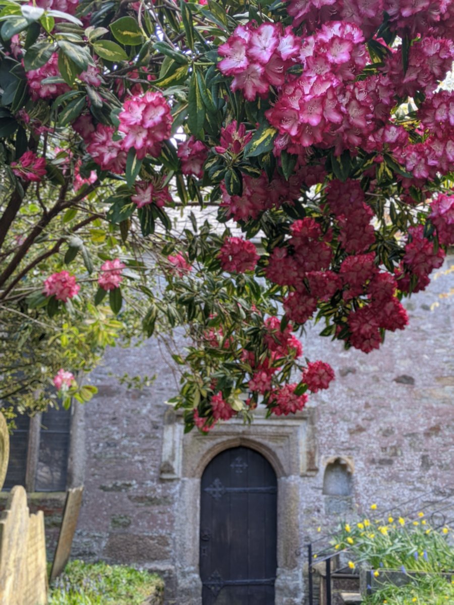 Cerise bower, at Plympton St Maurice Church #Plymouth #Devon #adoorablethursday