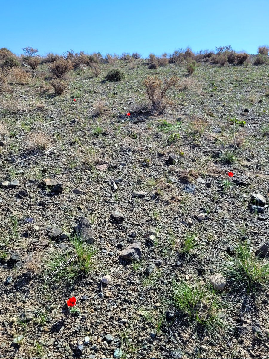 Tulipa micheliana Hoog Mashhad, Iran April 5, 2024 Elevation: 1240m Dry farming and overgrazing are the main threats to this species. #tulipa #Liliaceae #wildflowers #photography #botany #ecology #gardening #Flowers