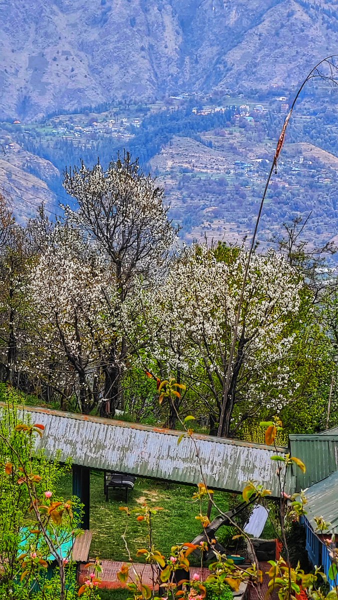 Cherry blossoms!

Forget Japan, just come here :-)

#mashobra #HimachalPradesh #gardening #cherryblossoms