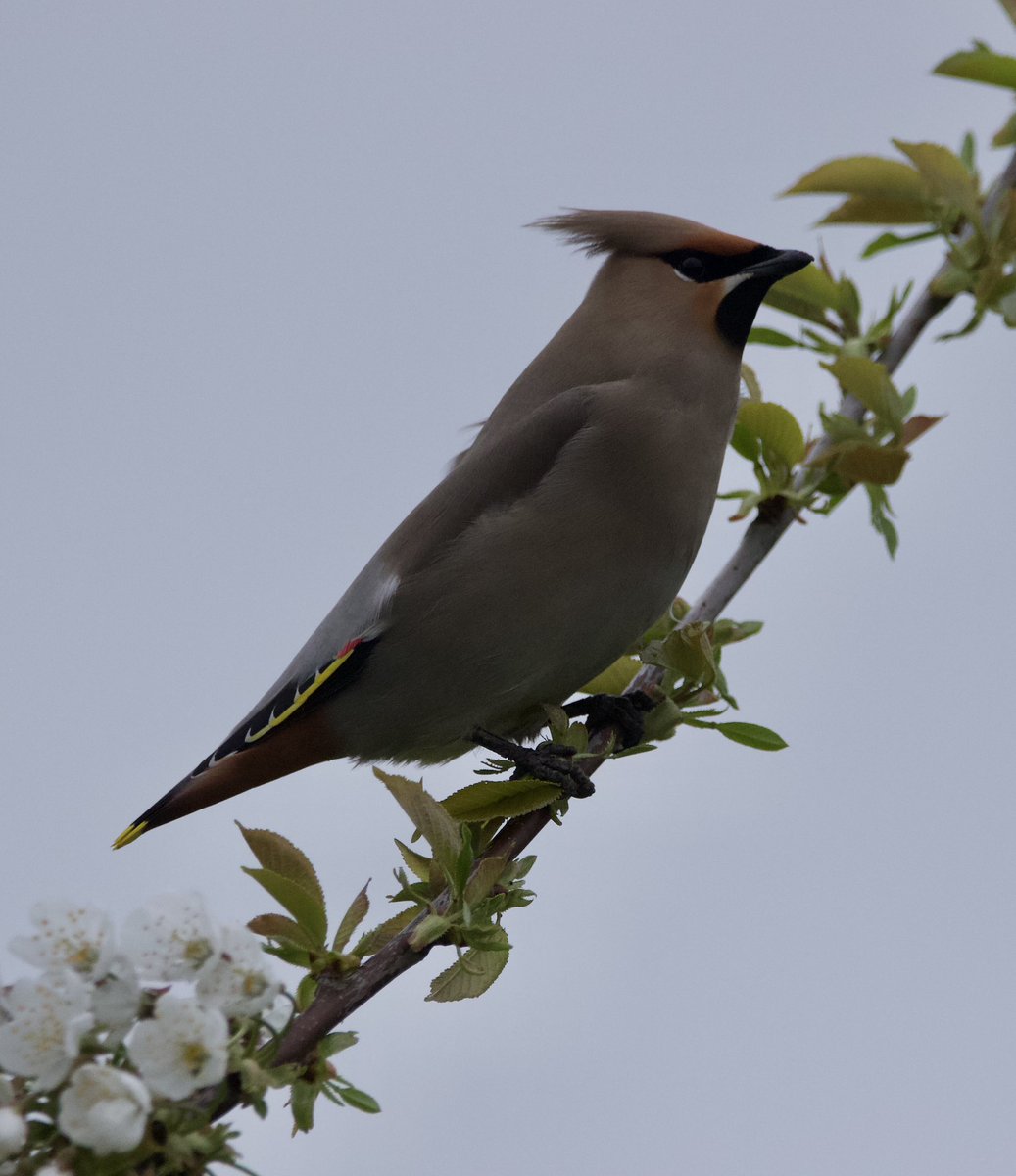 Waxwings - Biggleswade (Bedfordshire) 10/4/24 #bedsbirds