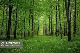 My dream.
To return to this planet as a spirit in 2000 years time when Man is extinct. To fly over the greened over M5 and M6, the housing estates consumed by trees and shrubs, the wildlife in abundance. And most of all .. the silence. 
It's what nature deserves. 
Bring it on.