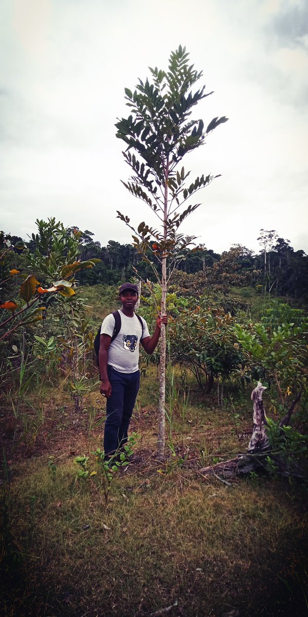 One of the star performers for forest restoration in #Madagascar is the genus Canarium - especially because it's fruits are a favourite food for lemurs. This young tree was planted just 2 years ago. @MoBot_Research