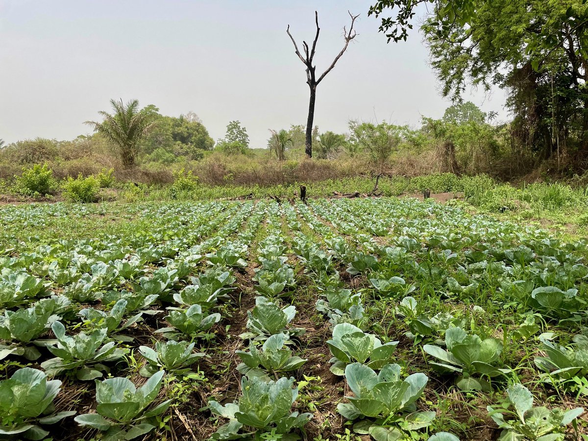FAOSouthSudan's tweet image. Batrus is a progressive #Farmer in Yabongo, Yambio, reaping the rewards of the 🇳🇴 Norwegian-funded project.

Thanks to @FAO&apos;s technical #Training, he&apos;s not only raising the bar but also extending his expertise to serve his community as a trusted #ExtensionService provider 👏