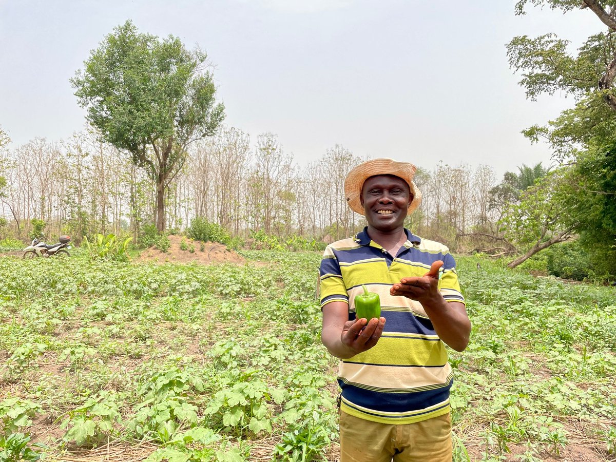 FAOSouthSudan's tweet image. Batrus is a progressive #Farmer in Yabongo, Yambio, reaping the rewards of the 🇳🇴 Norwegian-funded project.

Thanks to @FAO&apos;s technical #Training, he&apos;s not only raising the bar but also extending his expertise to serve his community as a trusted #ExtensionService provider 👏