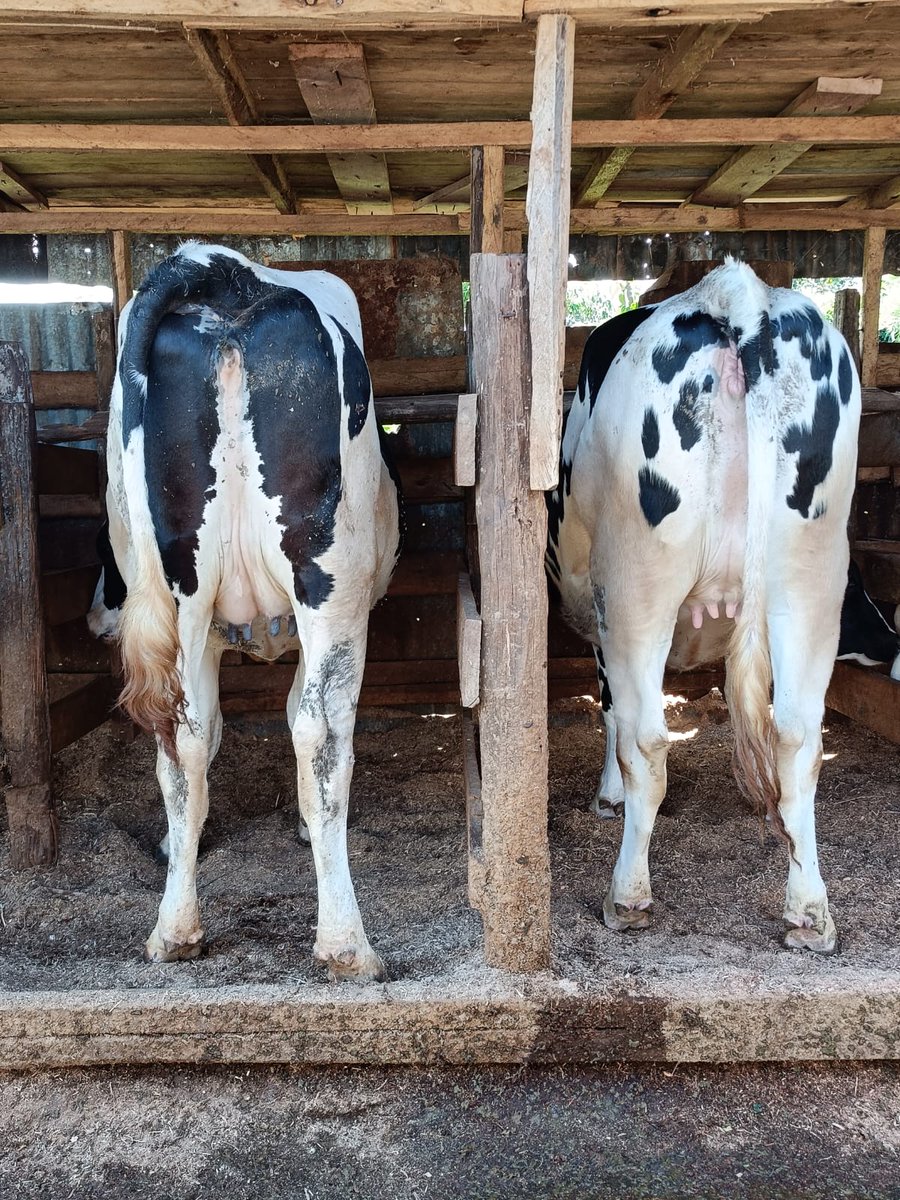 Dairyfarming is an agriculture class for long term milk production which is processed for eventual sale of daory products.
We are still sourcing and delivering great foundations for dairy farmers nationwide .✅️
For the very best pedigree bullingsand incalfs heifers  📲 my line