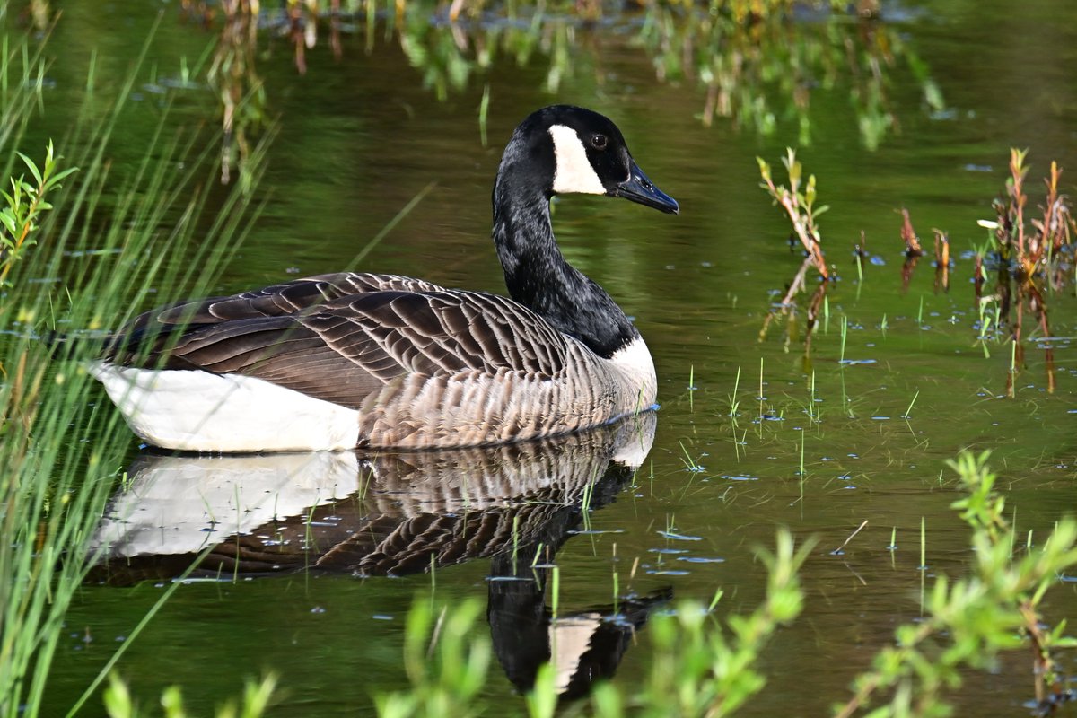 📷 Bernache du Canada - Branta canadensis - Canada Goose. 
#birds #oiseau #Greyheron #NaturePhotography #BirdTwitter