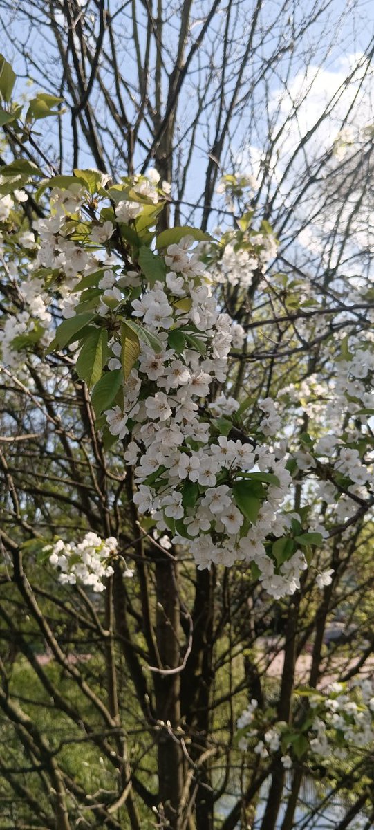 paula_izab's tweet photo. Dzień dobry ☕🍵
#springintheair 🤩🌱
#Frühling https://t.co/3UVrnYQNLa