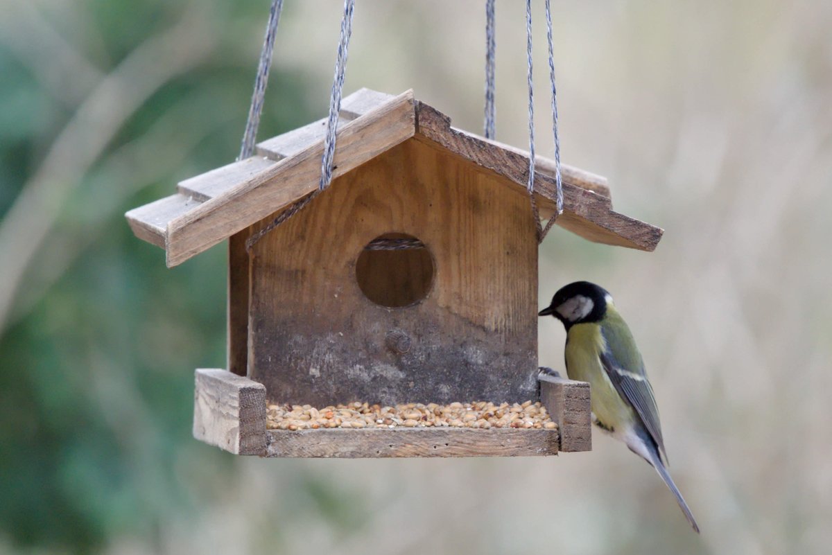 Good morning 🌞 Wish you a great day ahead with a 📸 of a great tit visiting a bird house to pick some seeds up in a Berlin park. 🇩🇪 Kohlmeise | 🇬🇷 Καλόγερος | 🇵🇱 Sikorka bogatka | 🇺🇦 Сини́ця вели́ка