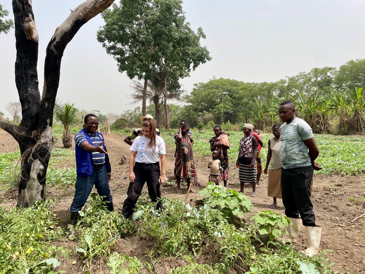 FAOSouthSudan's tweet image. Batrus is a progressive #Farmer in Yabongo, Yambio, reaping the rewards of the 🇳🇴 Norwegian-funded project.

Thanks to @FAO&apos;s technical #Training, he&apos;s not only raising the bar but also extending his expertise to serve his community as a trusted #ExtensionService provider 👏