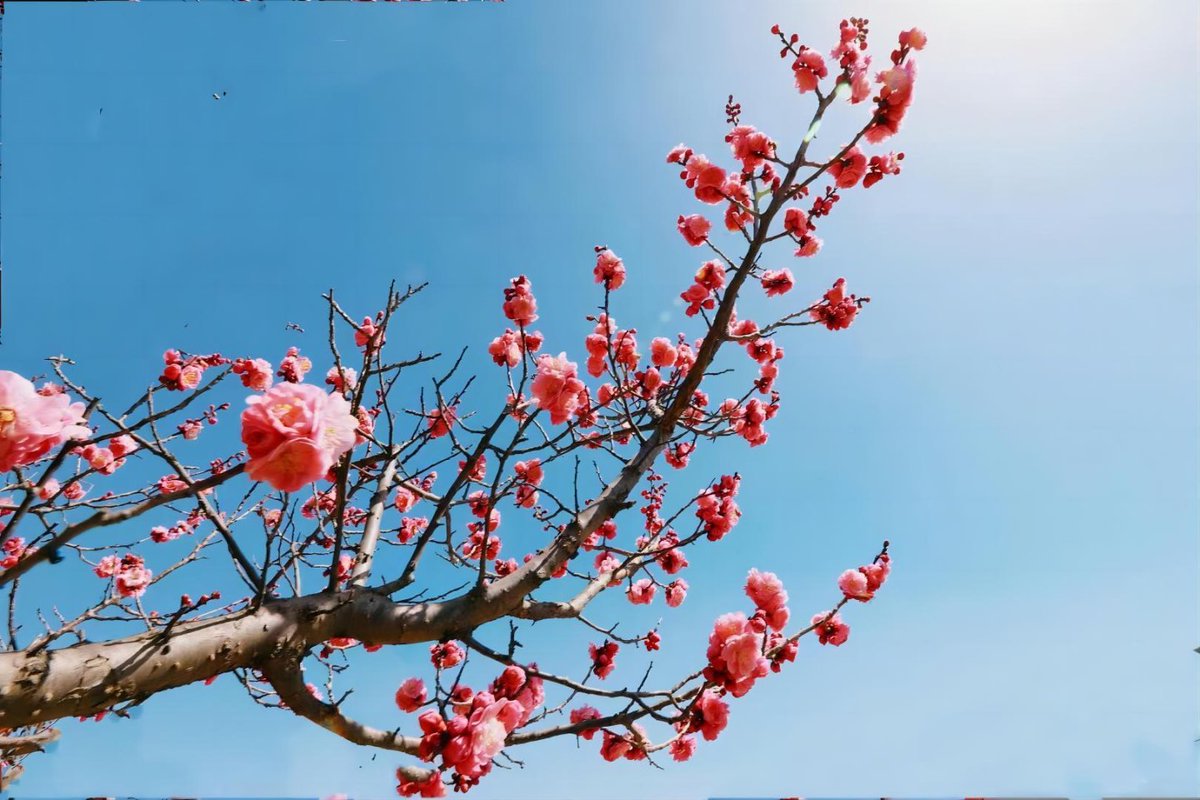 LinyiOfficial's tweet photo. In April, Lanling county in #Linyi boasts the beauty of nature with an array of blooming #flowers, painting a vibrant picture of #spring. #SpringInLinyi https://t.co/N6HoBayx2h