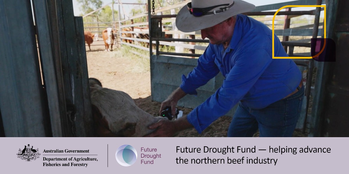 Ahead of @BeefAustralia, see how the #FutureDroughtFund’s @TNQDroughtHub is helping advance the northern beef industry. The Hub is introducing outback graziers to #AgTech, like @Agscent that could improve their business decision making in dry times. See: brnw.ch/21wII13