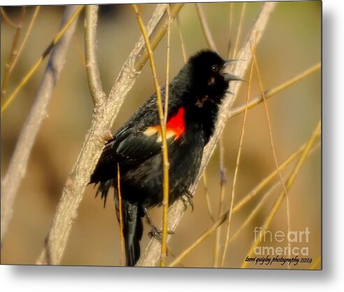 Red-Winged Spring tami-quigley.pixels.com/featured/red-w… #WildlifeWednesday #ThePhotoHour #AYearForArt #BuyIntoArt #Spring2024 #RedWingedBlackbird #art for #MothersDay #giftidea #wallart #homedecor! @visitPA #lehighvalleyphotographer #LehighValley @LehighValleyPA #SpringVibes #BirdsOfTwitter