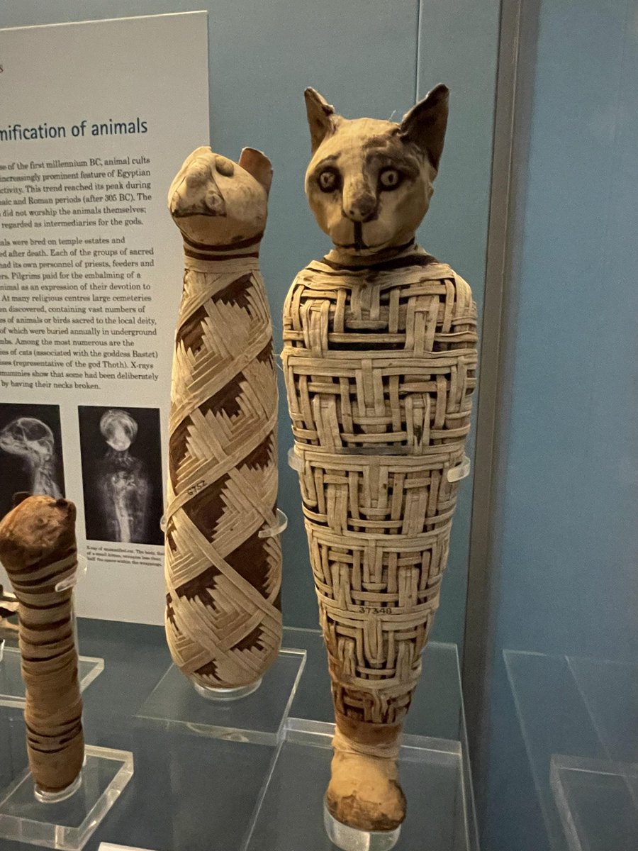 AliciaMimundo's tweet image. #Curiosidades 

Bastet, la diosa egipcia del hogar, la domesticidad, los secretos femeninos, los gatos, la fertilidad y el parto. Protegía al hogar de espíritus malignos y enfermedades, especialmente las asociadas a las mujeres y a los niños. Originalmente era retratada como una…