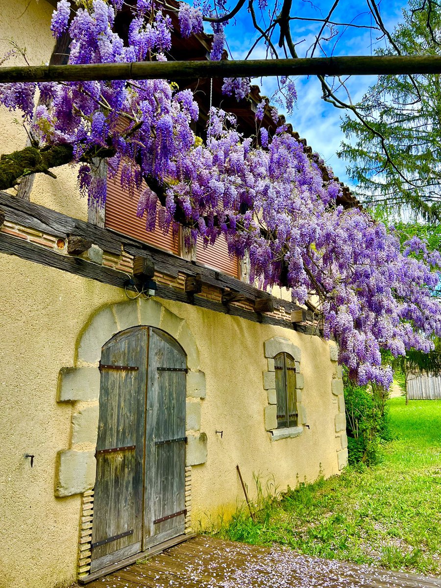 JardinDesign's tweet image. It’s wisteria season in my village here in Lot et Garonne, sensory overload at this charming cottage.