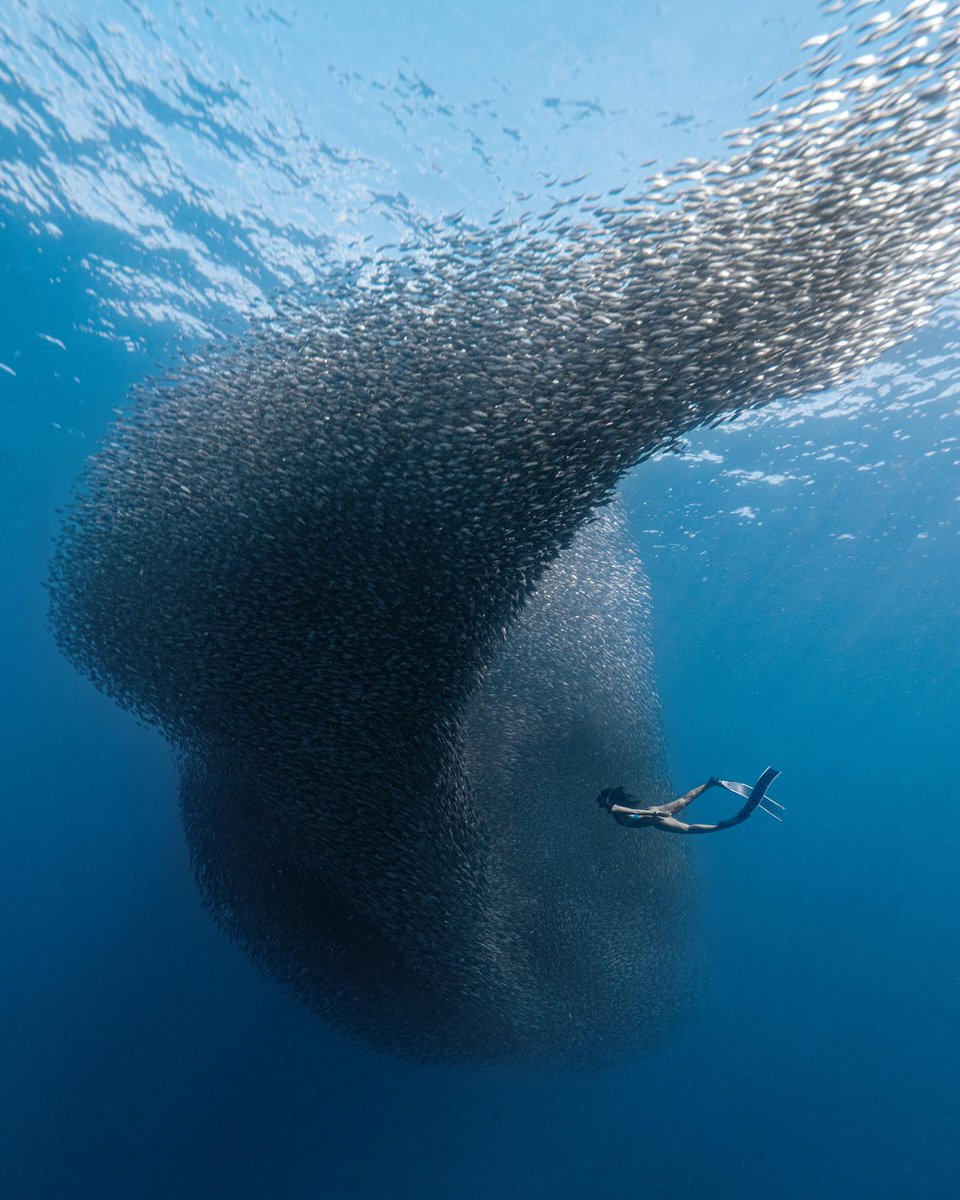 The sardines are back in town. Freediver @jayyvega 📸 @ben.freediver #DeeperBlueGram