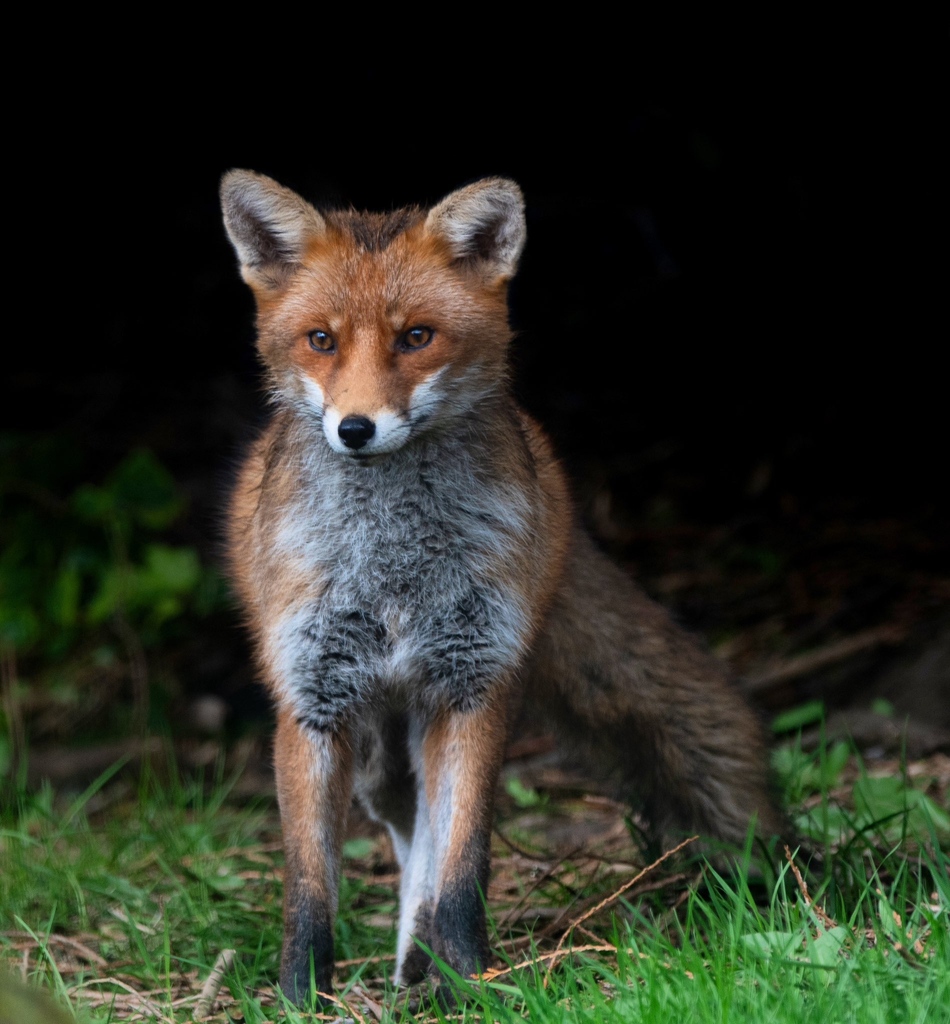 Stepping from the shadows . Today’s #FoxOfTheDay by @KizFerguson