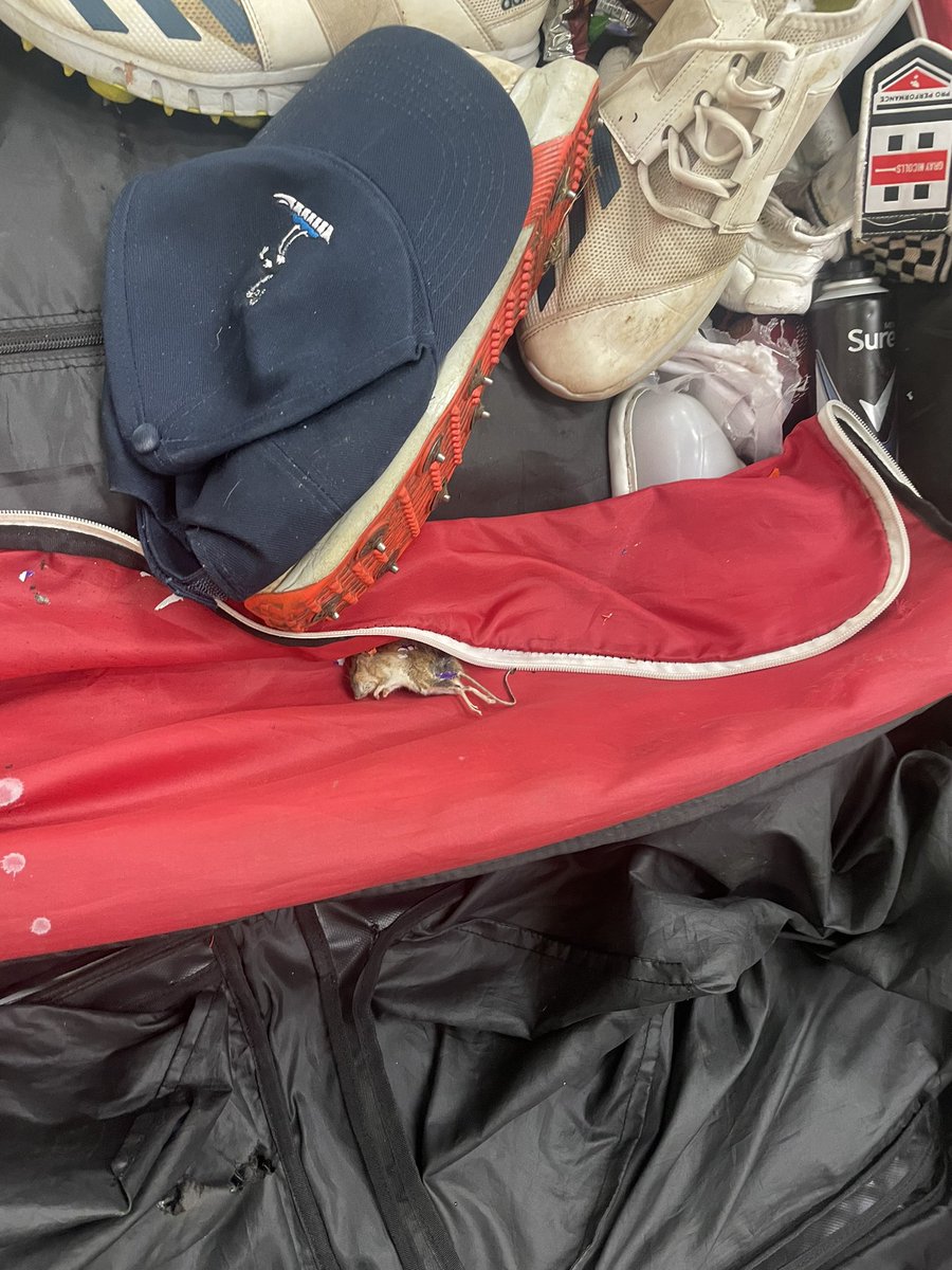 cosbycricket's tweet photo. When you decide to have your first net 2 weeks before the season starts

🐁 https://t.co/GqGgn7jLkq