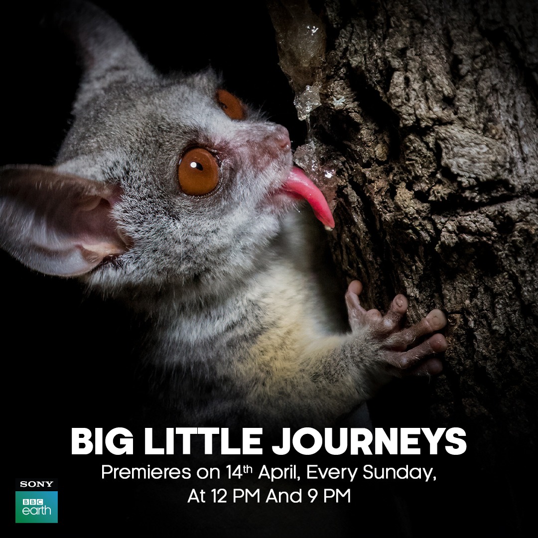 Join us in witnessing one of the most amazing journeys on Earth as these tiny troopers navigate through towering challenges and fierce predators across mountains, rainforests and wetlands.​ Big Little Journey starts on 14th April, every Sunday at 12 PM​ ​ #SonyBBCEarth…