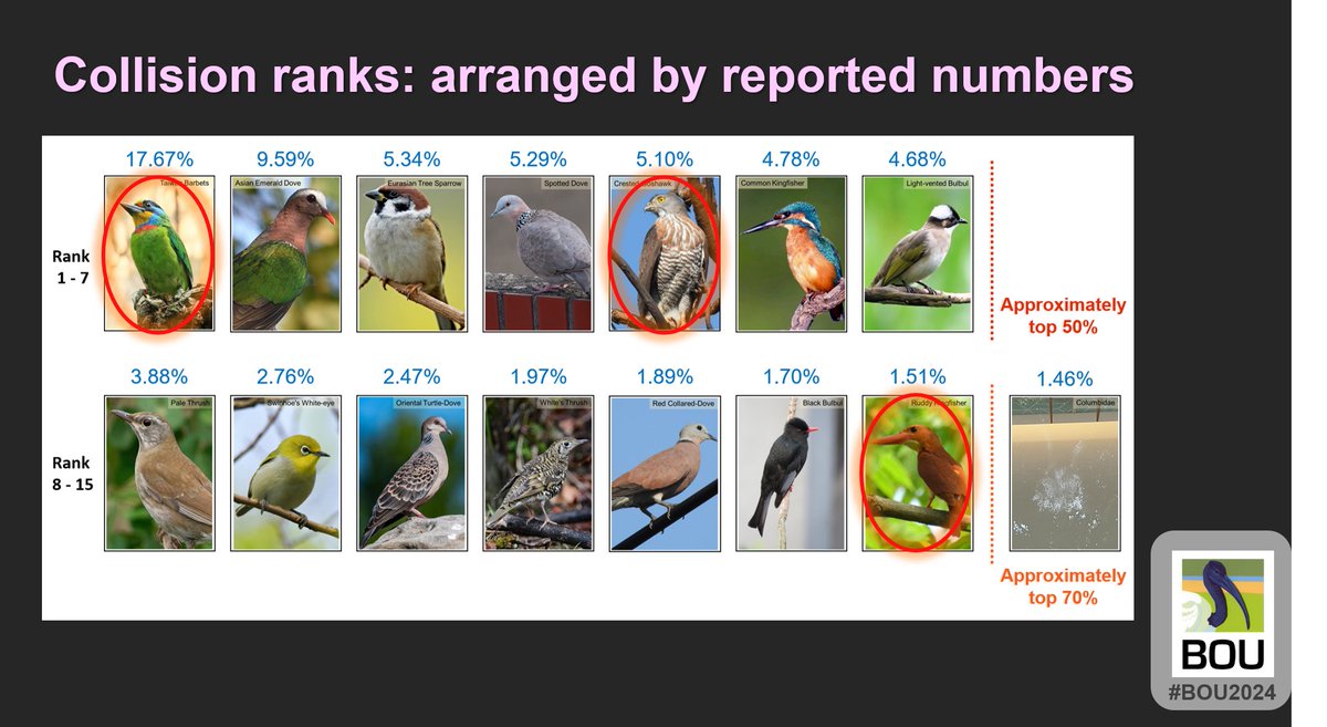 (6/6) #BOU2024 #BREAK2:
Finally, species colliding sort by rank. Subtropical Asian islands showed distinctively different patterns. (1) Non-passerine as super-colliders,  e.g. barbets and goshawks. (2) Cryptic species collide along the flyway, e.g. Rubby kingfisher. 🪟🦅⁉️