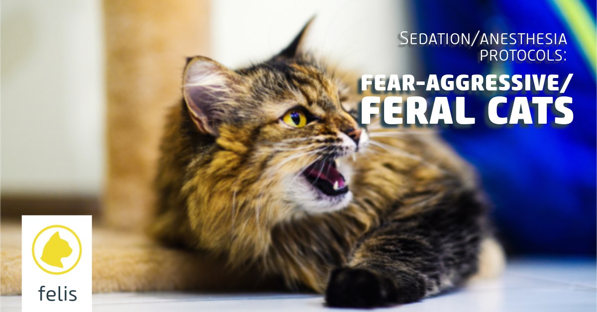 It may be difficult or even impossible to perform a clinical examination on a fear-aggressive or feral cat, so assessment of cardiovascular function can be problematic. 

bit.ly/3PT9n4o