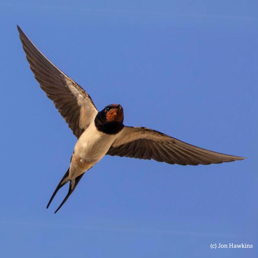 The swallows are back! 🥳 Reports are coming in that these migratory marvels are once again being spotted on our shores after completing their 6,000 mile trip from Africa. A sign that warmer days are coming! Have you been lucky enough to see one yet? Let us know below.