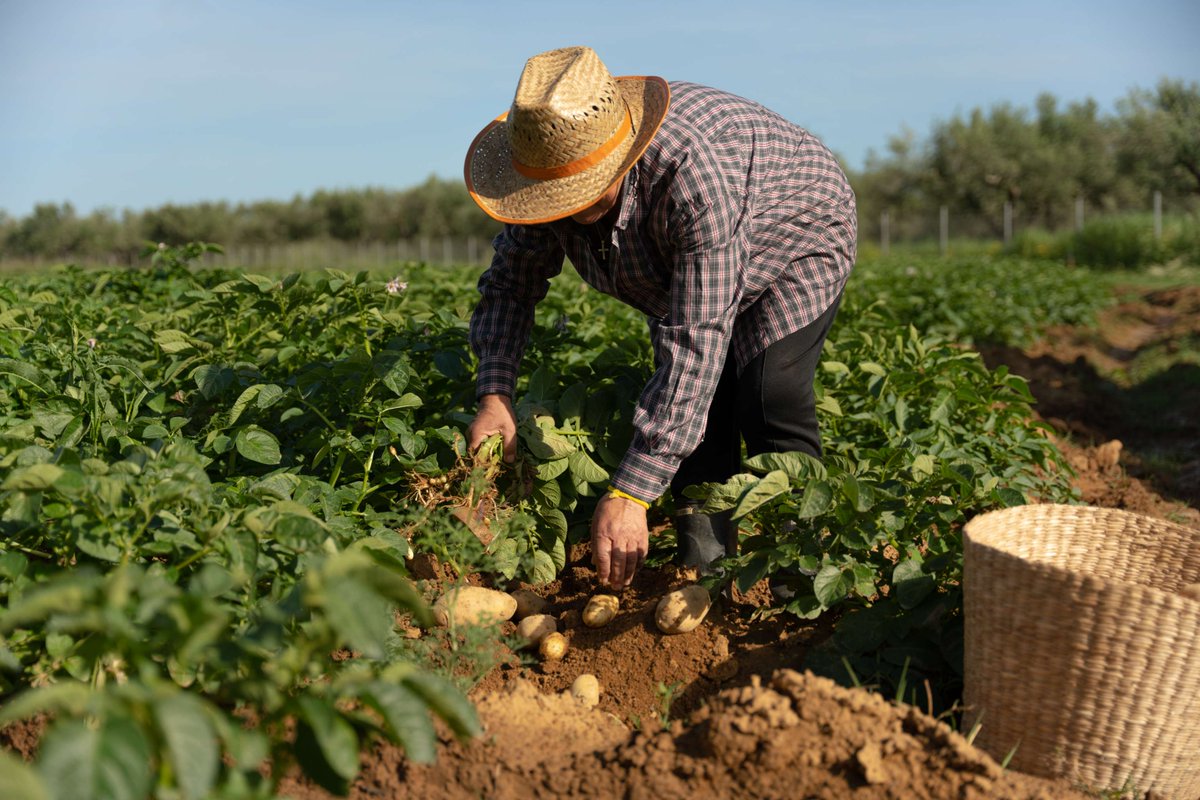 At @Dexamenes Hotel, we embrace the agricultural heritage of the #Elis region as an integral part of the Dexamenes Experience. 

#localProduce #regenerativeTravel #consciousness