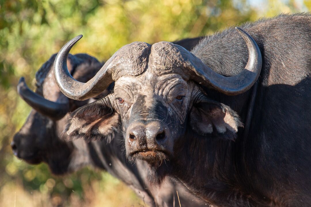 Did you know? Lone buffaloes result from straying from the herd to lead solitary lives. They forfeit the protection of the herd, increasing their vulnerability to predation. They remain vigilant and ready to defend themselves, making them more dangerous to encounter than a herd.
