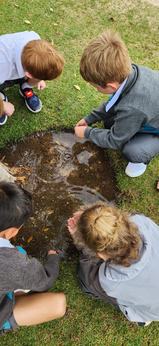 SteynCitySchool's tweet photo. 𝗦𝗔𝗩𝗜𝗡𝗚 𝗧𝗛𝗘 𝗣𝗟𝗔𝗡𝗧 … 𝗢𝗡𝗘 𝗘𝗔𝗥𝗧𝗛𝗪𝗢𝗥𝗠 𝗔𝗧 𝗔 𝗧𝗜𝗠𝗘

After the heavy rains, our Foundation Phase students were saving the planet during their break time … one earthworm at a time.

#SteynCitySchool
#WeReachBeyond
#WhereHappyChildrenLearn
#SteynCity https://t.co/1Ynjwq5szG