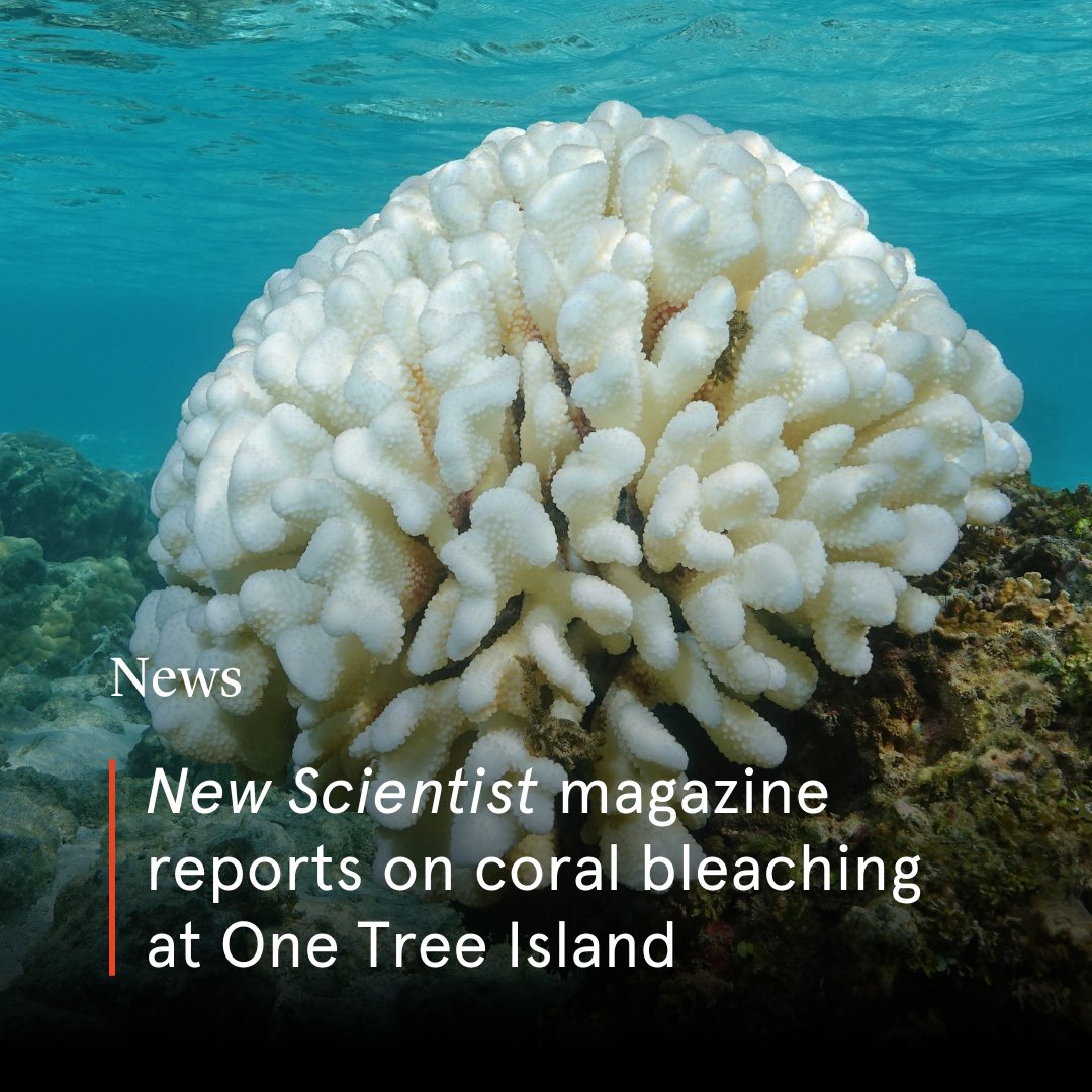 🪸 @newscientist recently joined researchers at @OneTreeIslandRS to understand damage caused by a recent mass coral bleaching event. Prof @willfig from @Sydney_Uni says: “We’re having trouble finding any spots where there is not a lot of bleaching.” 🔗 ow.ly/nuTR50RcNub