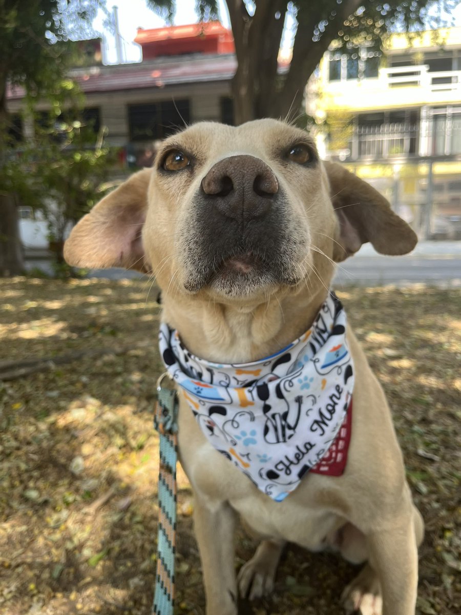 Una París nocturna pasa por aquí para ver si algún desvelado la quiere adoptar 🙈♥️🐶 Estamos en CDMX