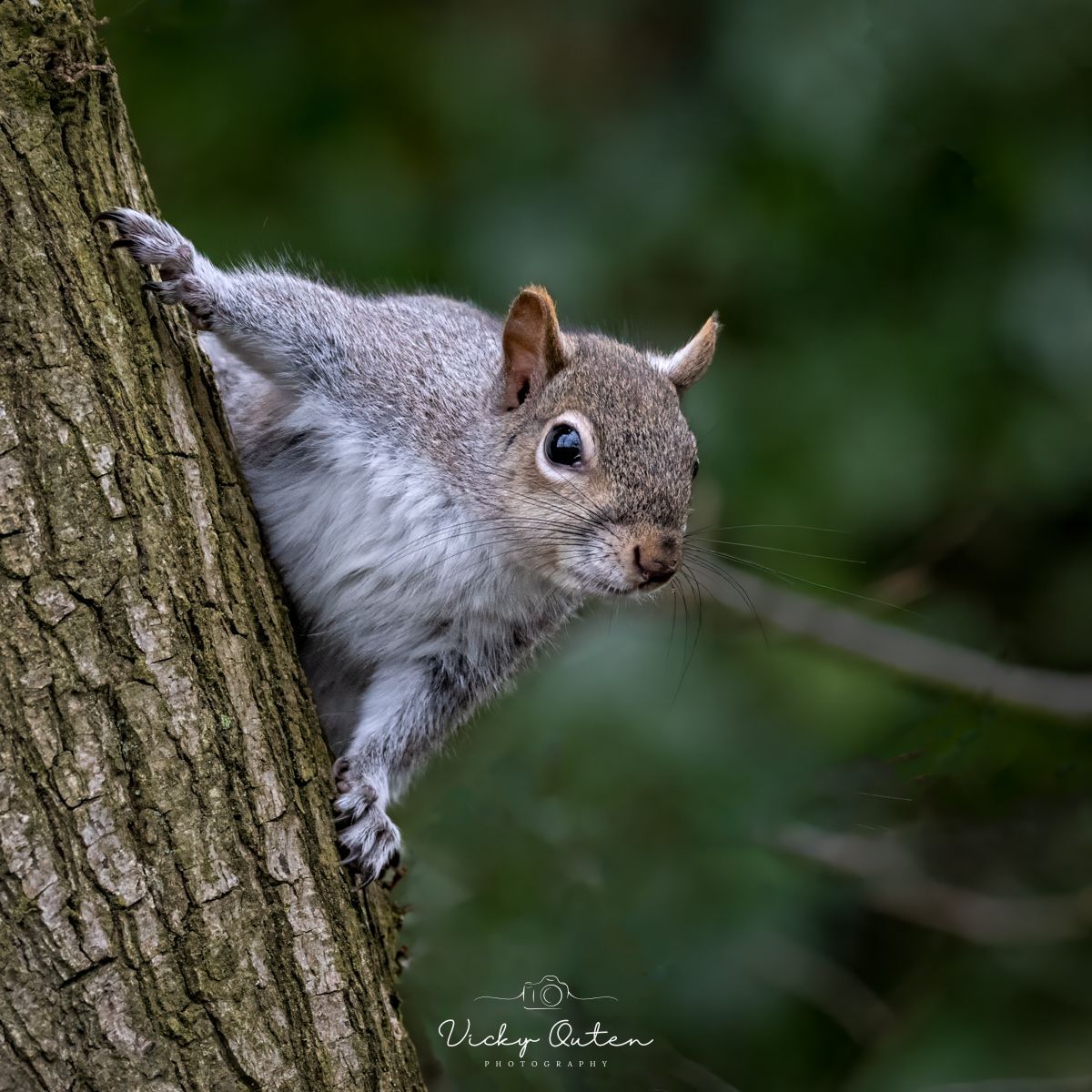 Grey squirrel linktr.ee/vickyoutenphoto #wildlife #bbccountryfilemagpotd #photooftheday #BBCWildlifePOTD #BBCSpringwatch #wildlifeuk @ThePhotoHour @Team4Nature @Britnatureguide @NatureUK @wildlifemag #greysquirrel