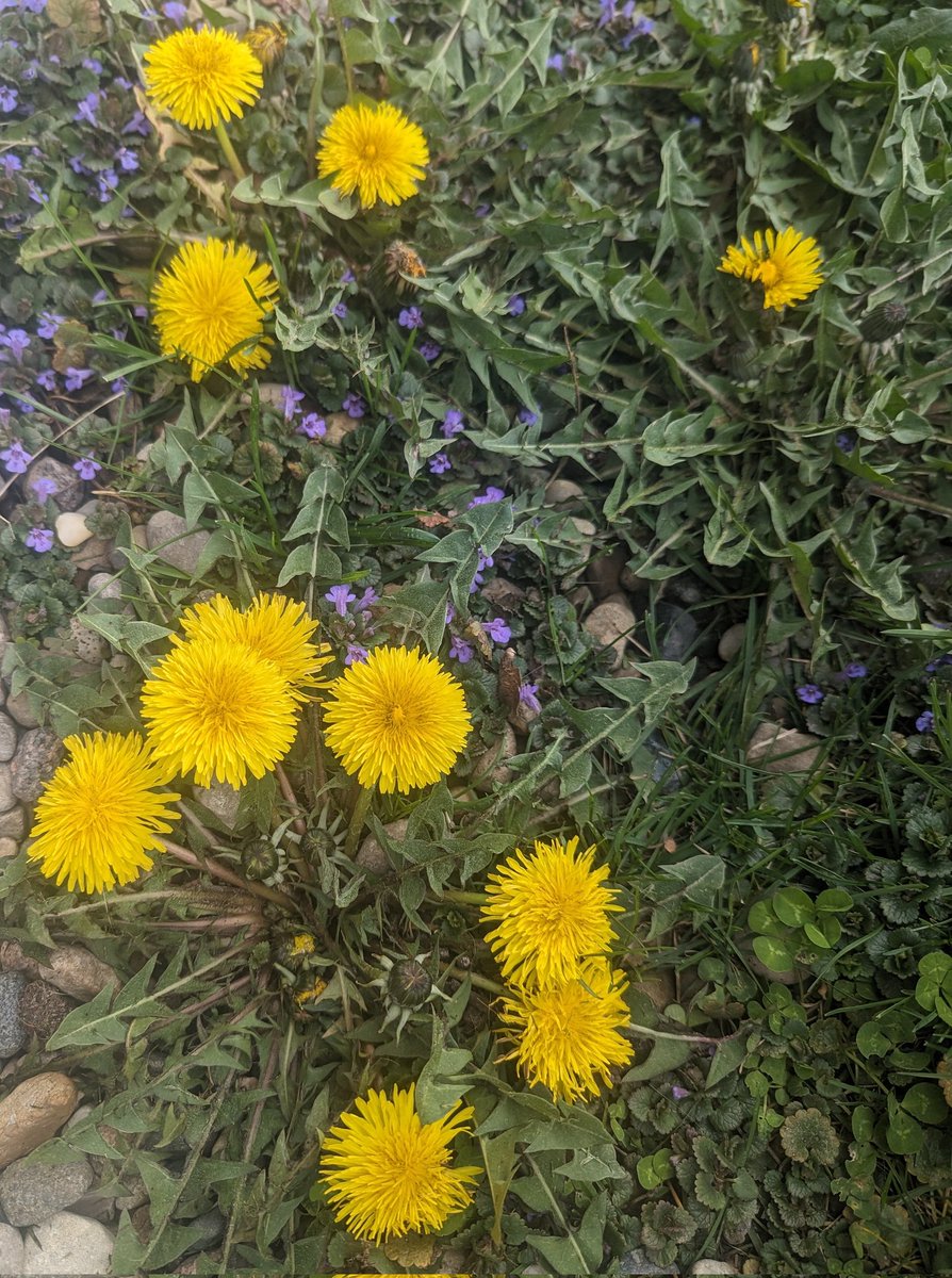 #BeHappy #BeKind #ThursdayFeeling #flowers #weeds #beautiful #perception
Happy Thursday!
Beauty is in the eye of the beholder, but the only beholder that matters is you. See what makes you happy. 
Have a beautiful day!