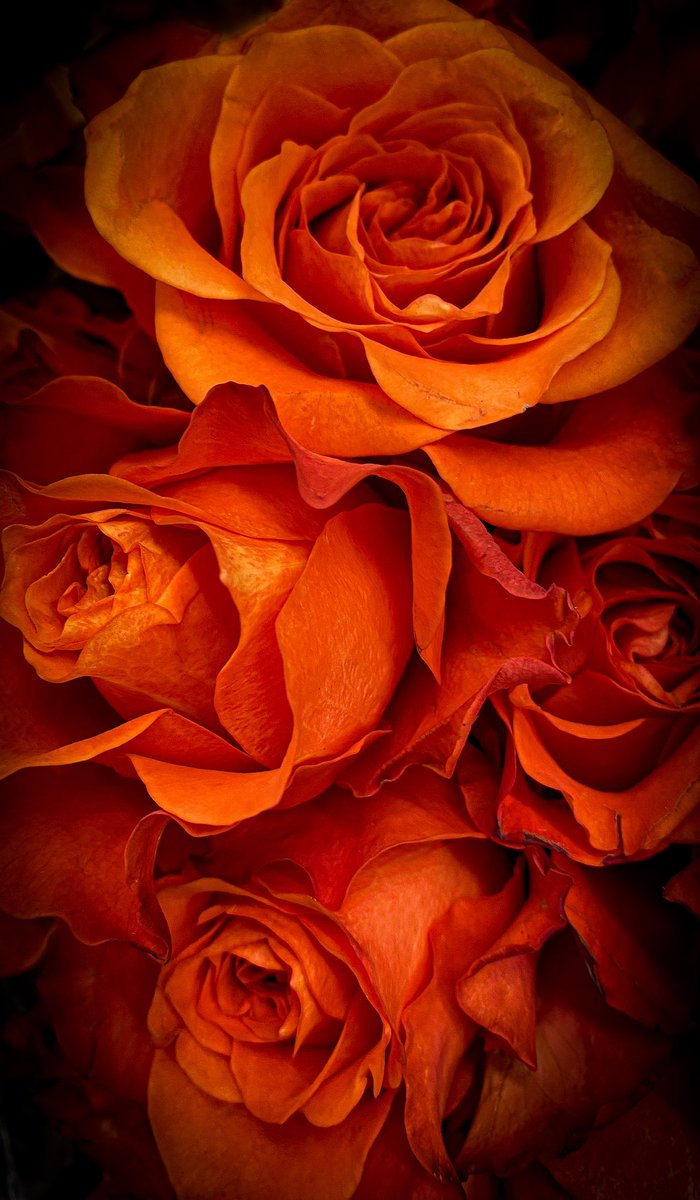 #AlphabetChallenge #WeekO Orange Roses