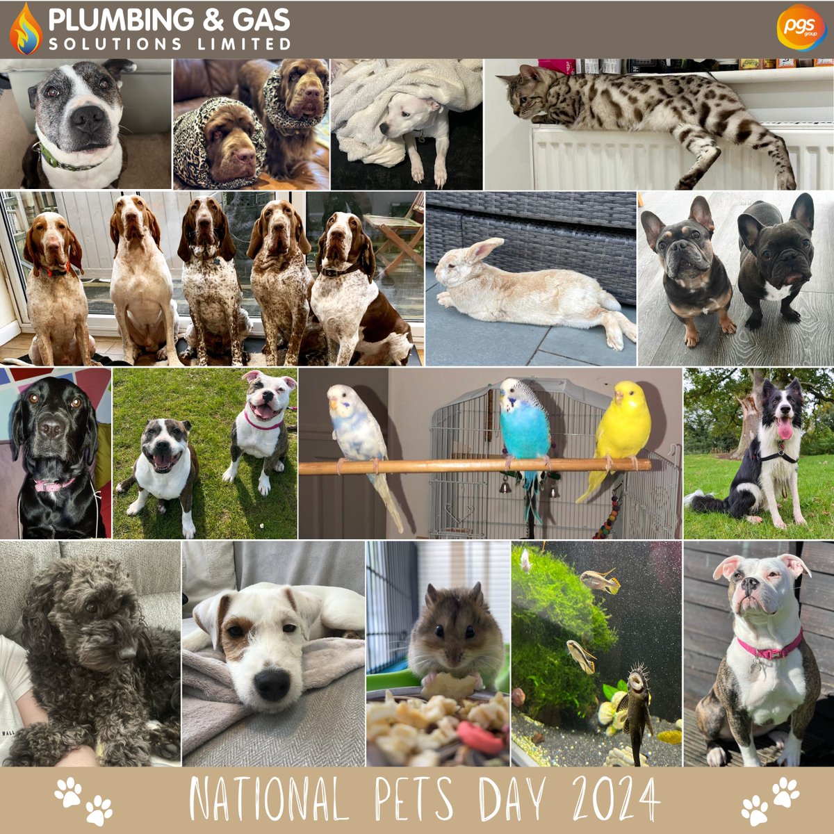 Today is #NationalPetsDay! 🐶 🐈 We asked all of the PGS group team to send in a picture of their pets and this was the result. 📸 As you can see we have quite the zoo between all of us! 🦁 🦓 🐯 #NationalPetsDay2024 #PGSGroup