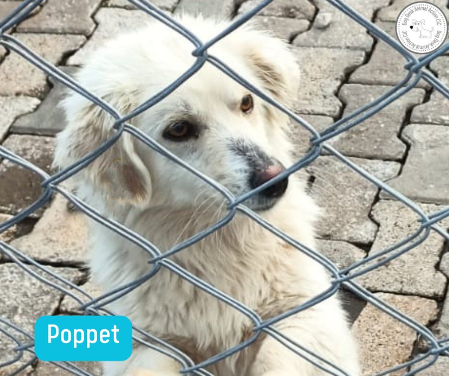 Poppet is without a food sponsor, can you help her? It costs £10 a month to keep her tummy full donorbox.org/donate-to-dog-… paypal.com/paypalme/dogde… (ref Poppet) or join #KibbleClub, if we had enough members at just £2 a month we wouldn't need monthly asks for the dogs…