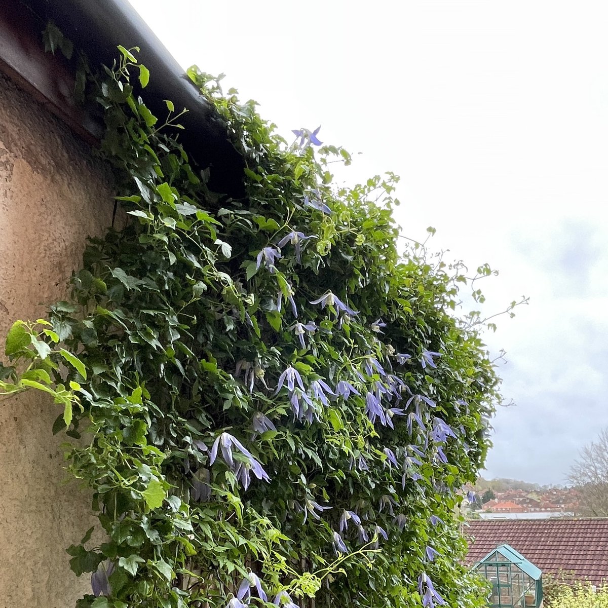 Can’t remember the name of this spring flowering clematis. I love it, growing on the garage wall, but how do I keep it out of the guttering? #clematisthursday #gardening #clematis