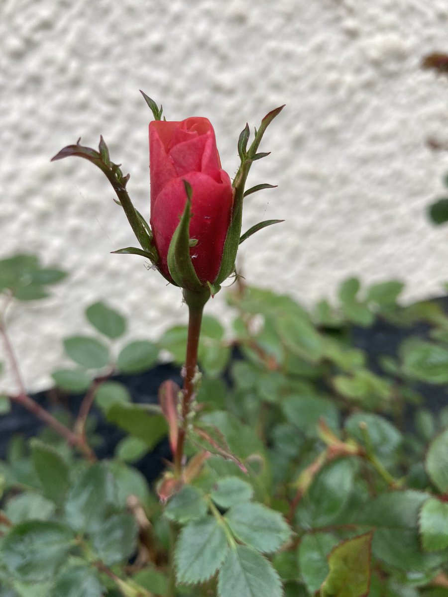 The first rosebud to appear in my garden. A harbinger of summer 🌹