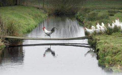 MrishwarIk1's tweet image. कोई मुश्किल नहीं है ताज उठाना पहन लेना .
मगर जानें चली जाती हैं सरदारी बचाने में !

#Unknow