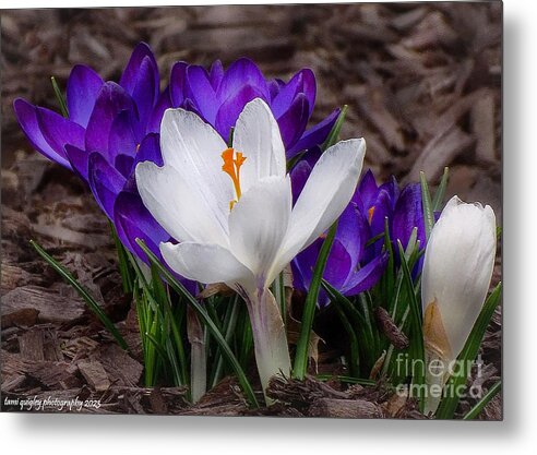 The Awakening Spring tami-quigley.pixels.com/featured/the-a… #ThePhotoHour #ArtistOnTwitter #BuyIntoArt #AYearForArt #EarlySpring #spring #Crocus #floralart #floralartwork #art for #MothersDay #giftidea #wallart @visitPA #lehighvalleyphotographer #TrexlerPark #LehighValley @LehighValleyPA #bloom