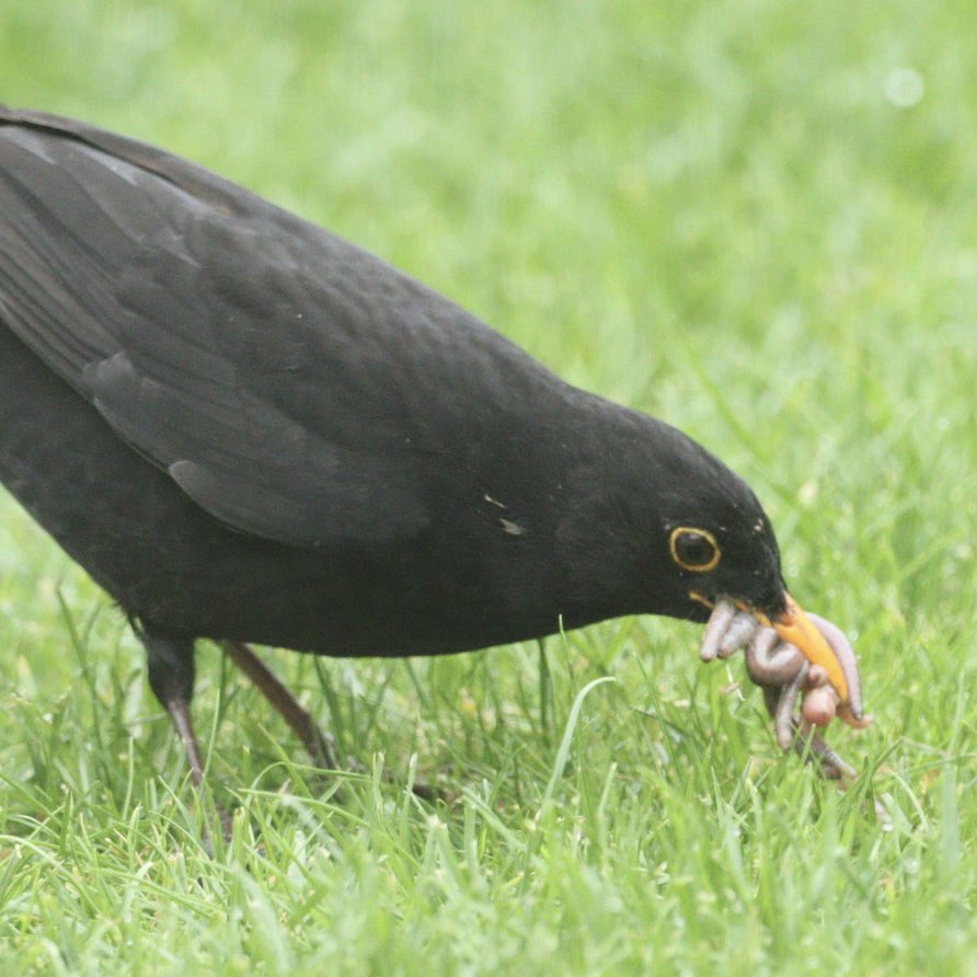 I do have a very wormy 🪱 garden. The baby blackbirds will be well fed.