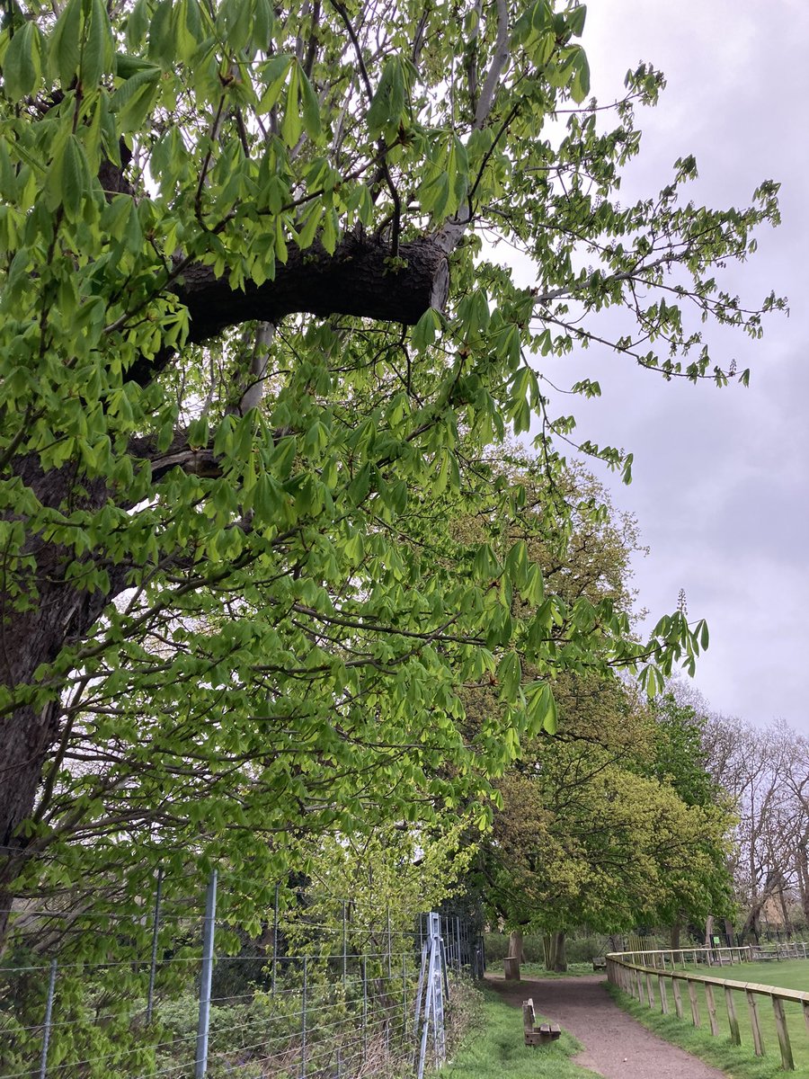 A walk through the park to take the train to attend today’s meeting of the @MiddlesexUni Board of Governors, ahead of taking up post in a couple of weeks. New green leaves and new beginnings.