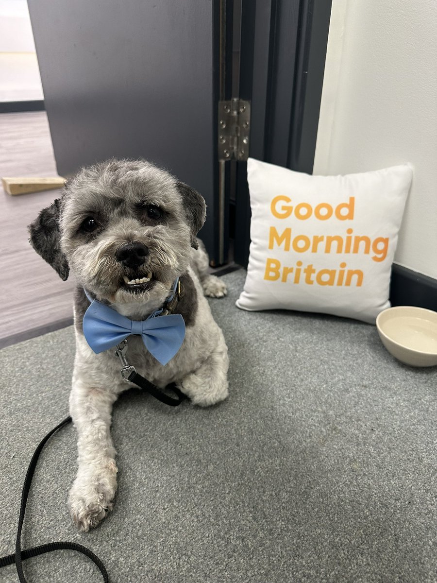 Please tune in @GMB. Charlie is so excited to be on the sofa. Taking all things @RSPCA_official ♥️🐶. Xxx