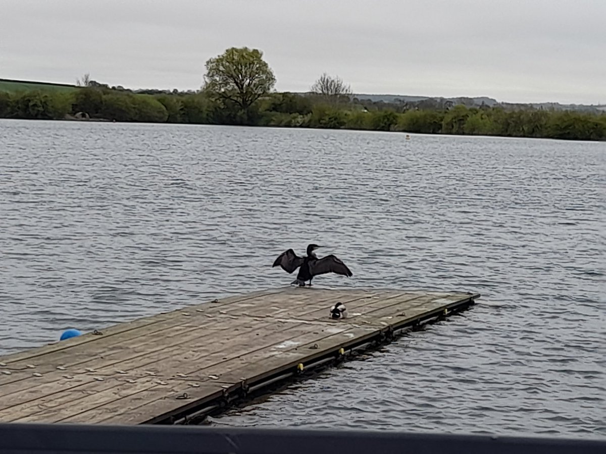 First on the jetty at the sailing club for our Stage 1/2 course for @hitchinscouts but will this cormorant be here long? 😂 Cubs & Scouts are due a little later! #nowwhatsnexttoprep ⛵